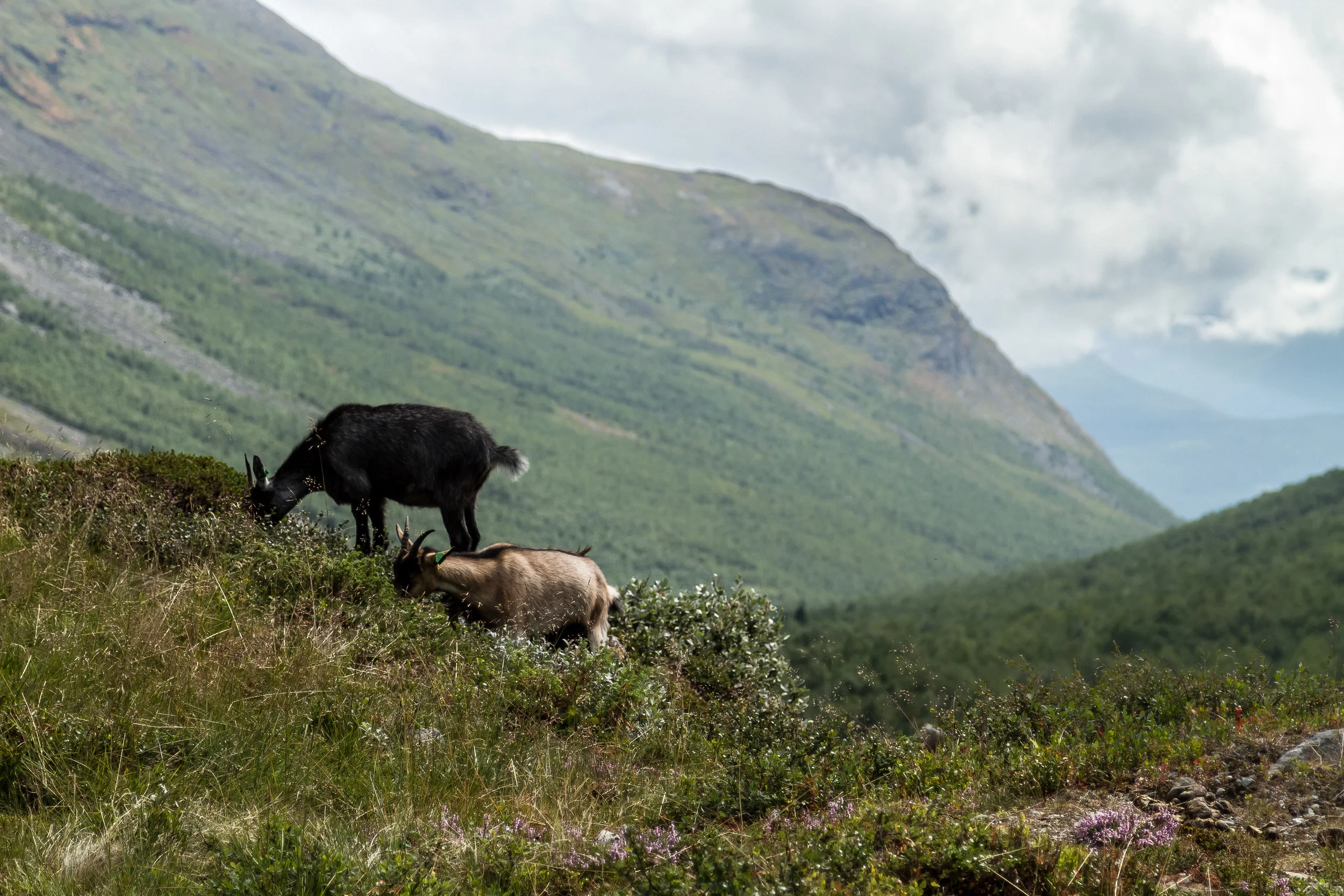 Sanddalen, Vang I Valdres, Norway 2018