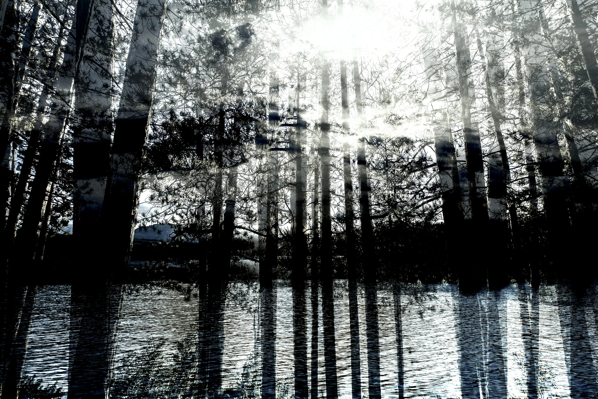 Austin Trees