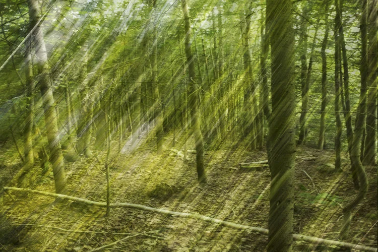 In the Woods