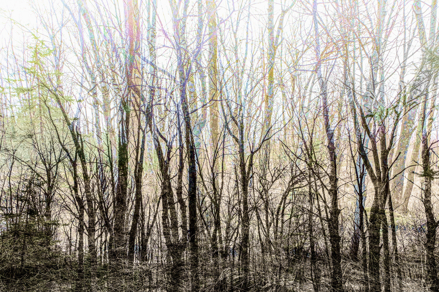 Psychedelic Forest 