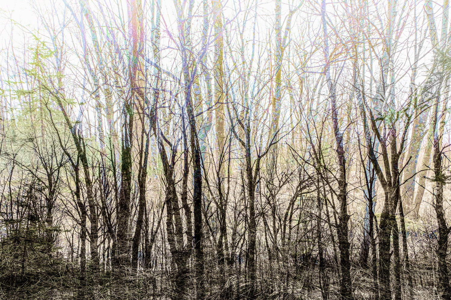 Psychedelic Forest