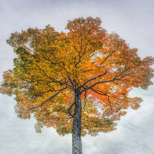 L'arbre_1, 2021