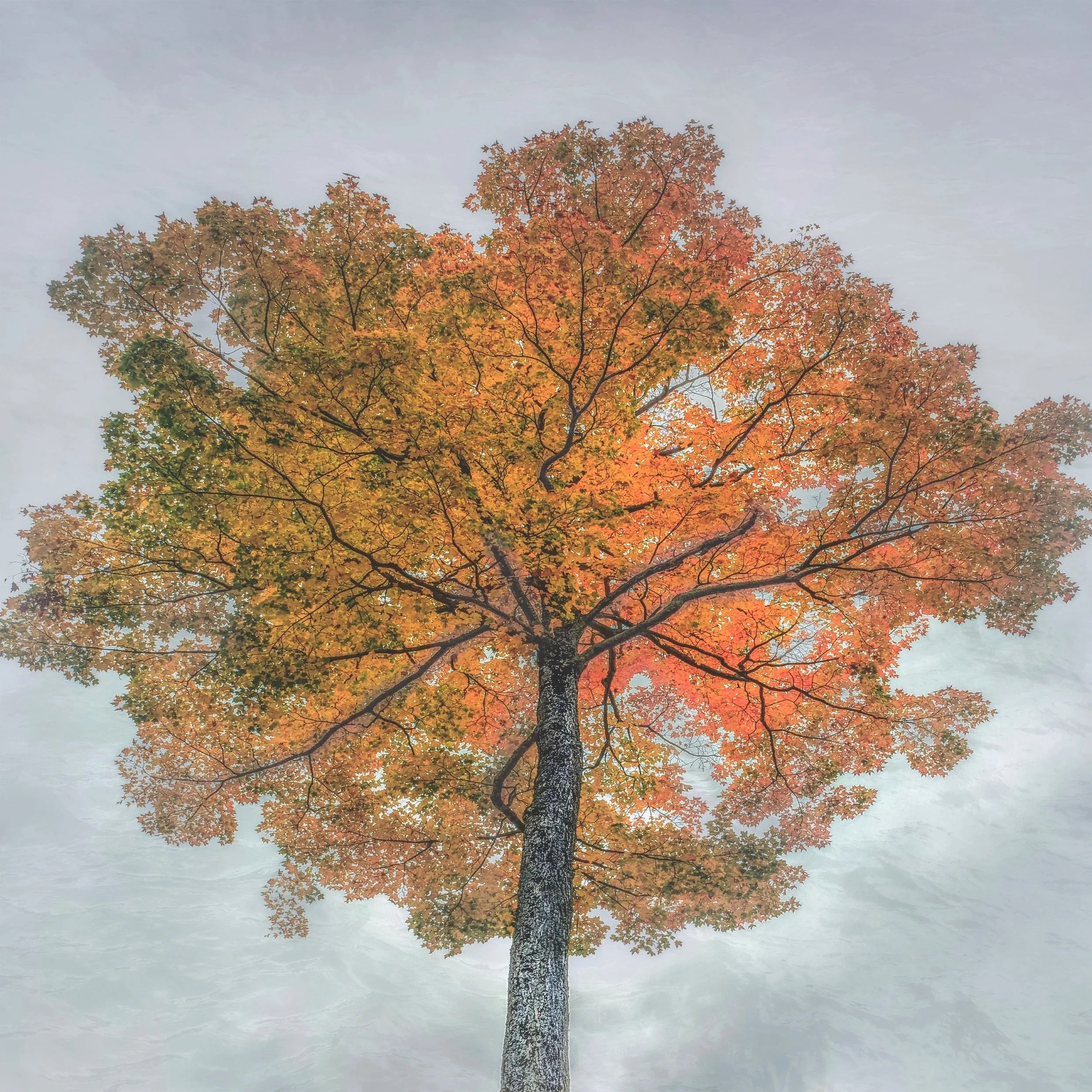 L'arbre_1, 2021