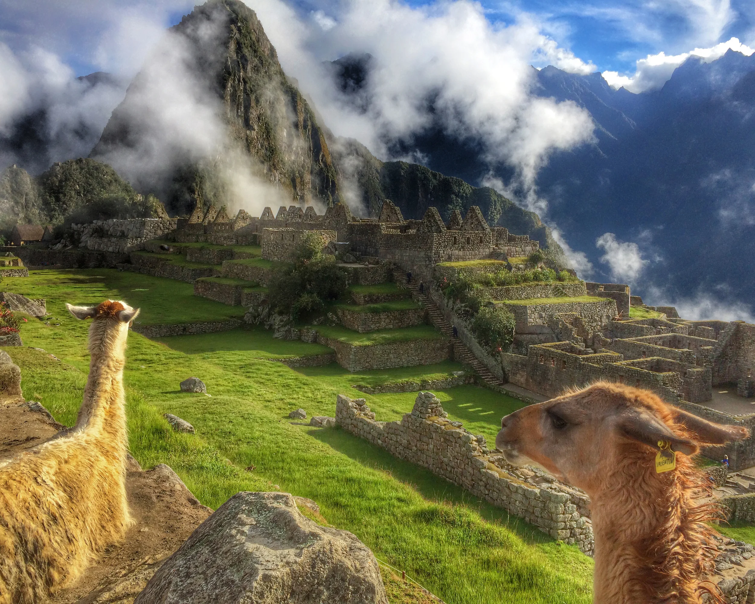 llamasperu.jpg