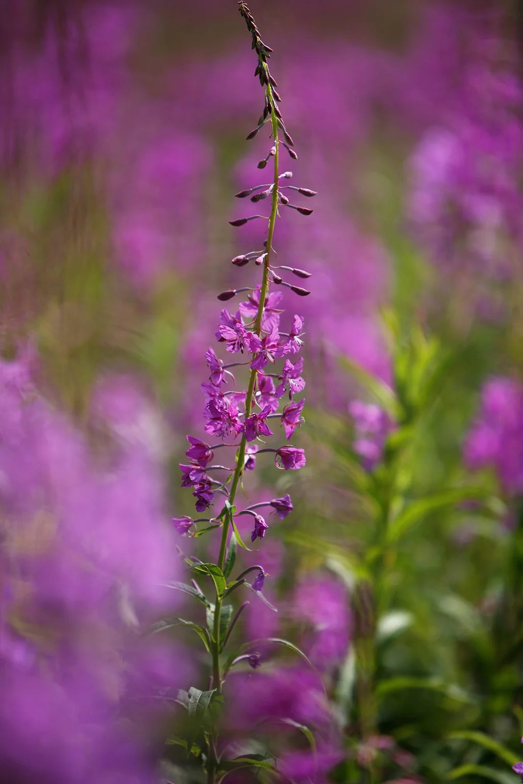 fireweed-N.jpg