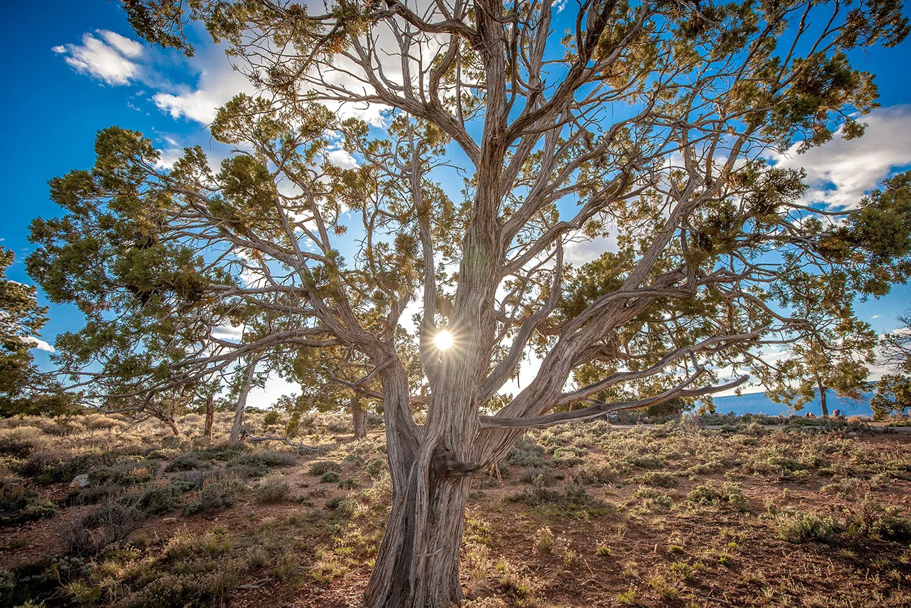 GrandCanyon-59-N.jpg