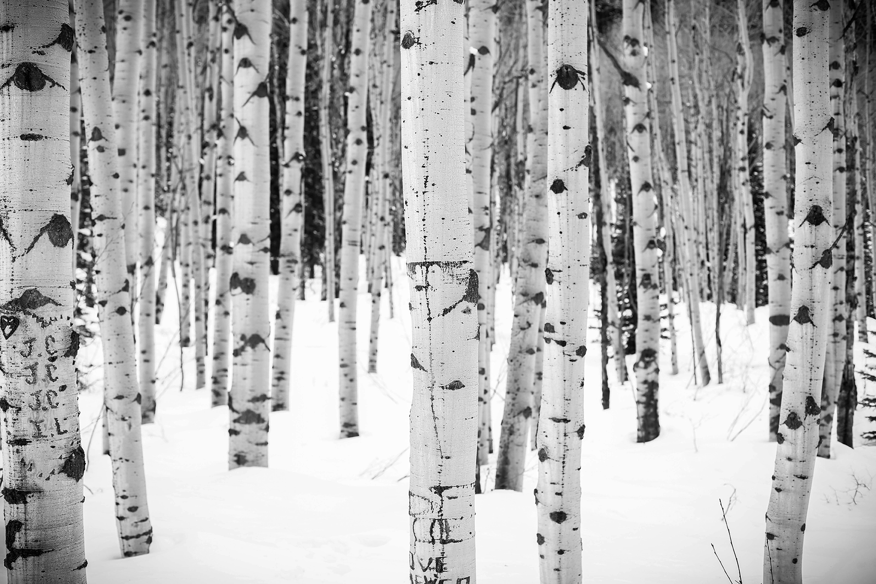 snowyaspens-N.jpg