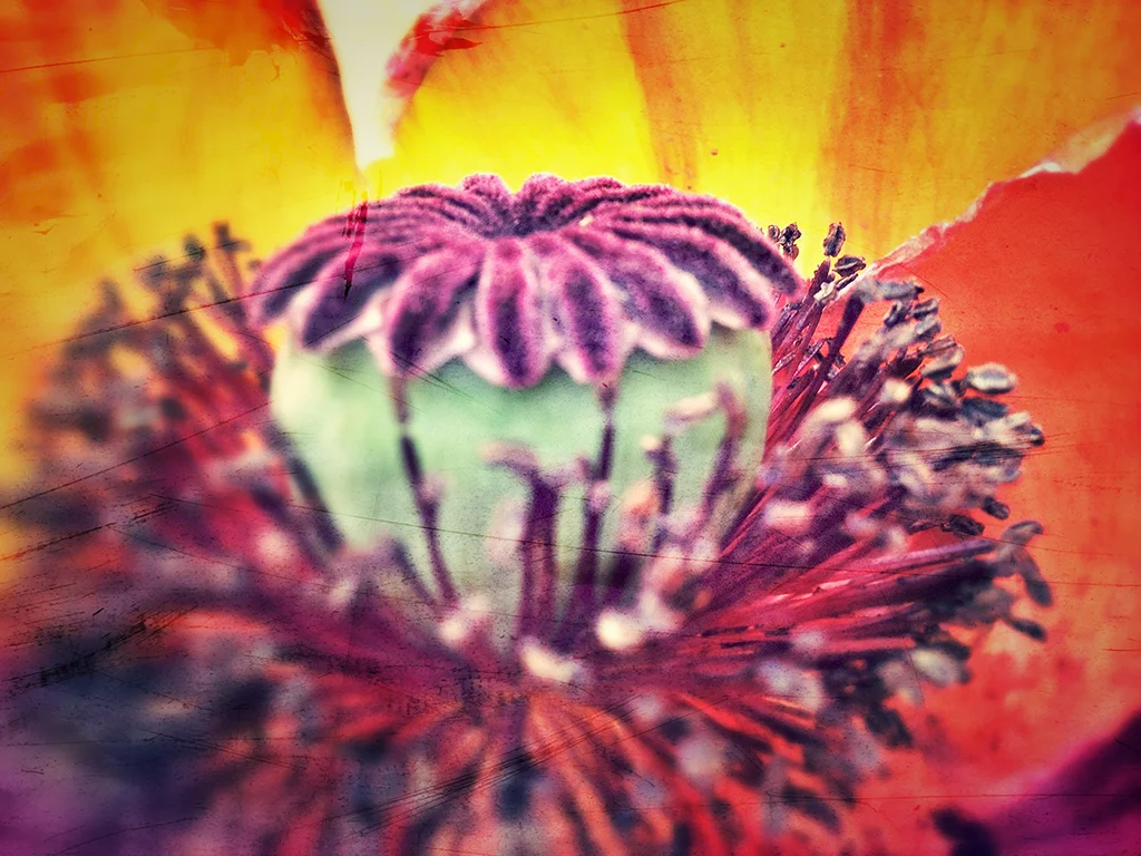 poppy-FA.jpg