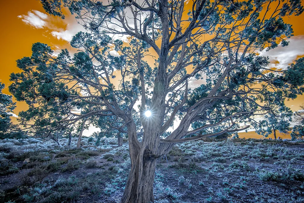 Tree-FA.jpg