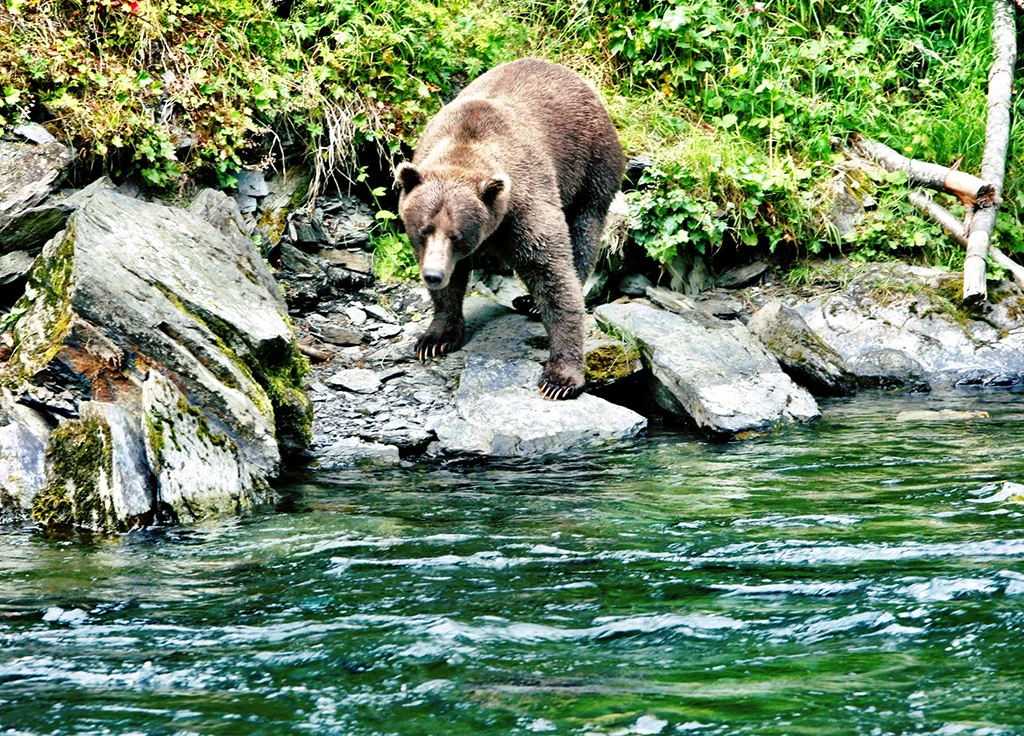 bearfishin-A.jpg