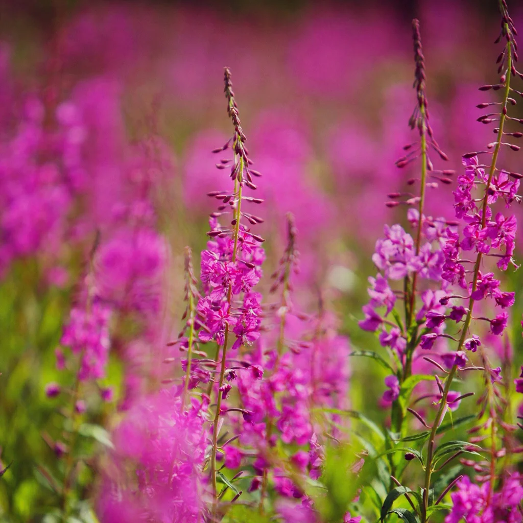 fireweed-A.jpg