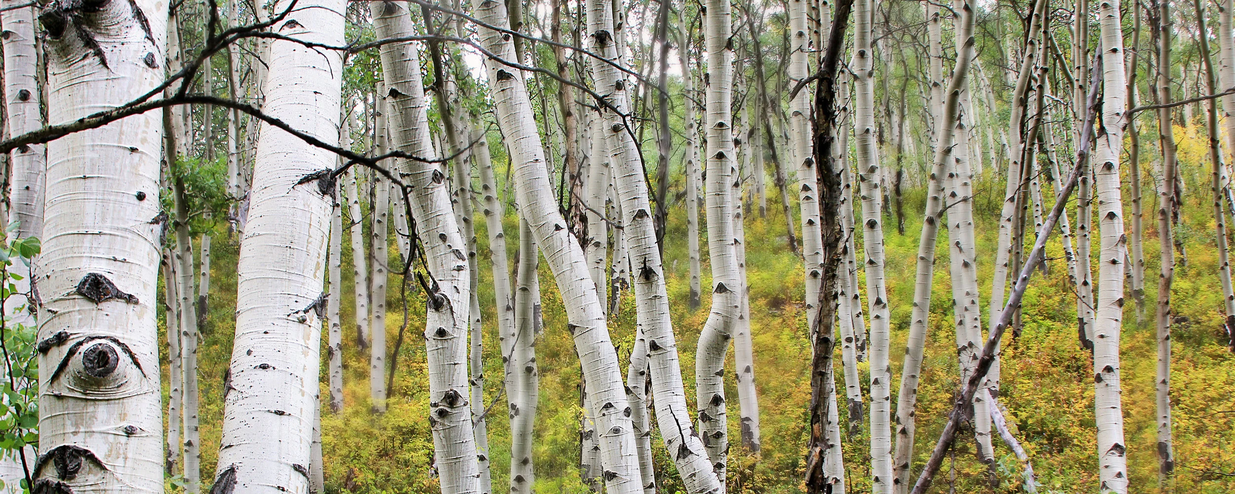 aspentrunks_webjpg