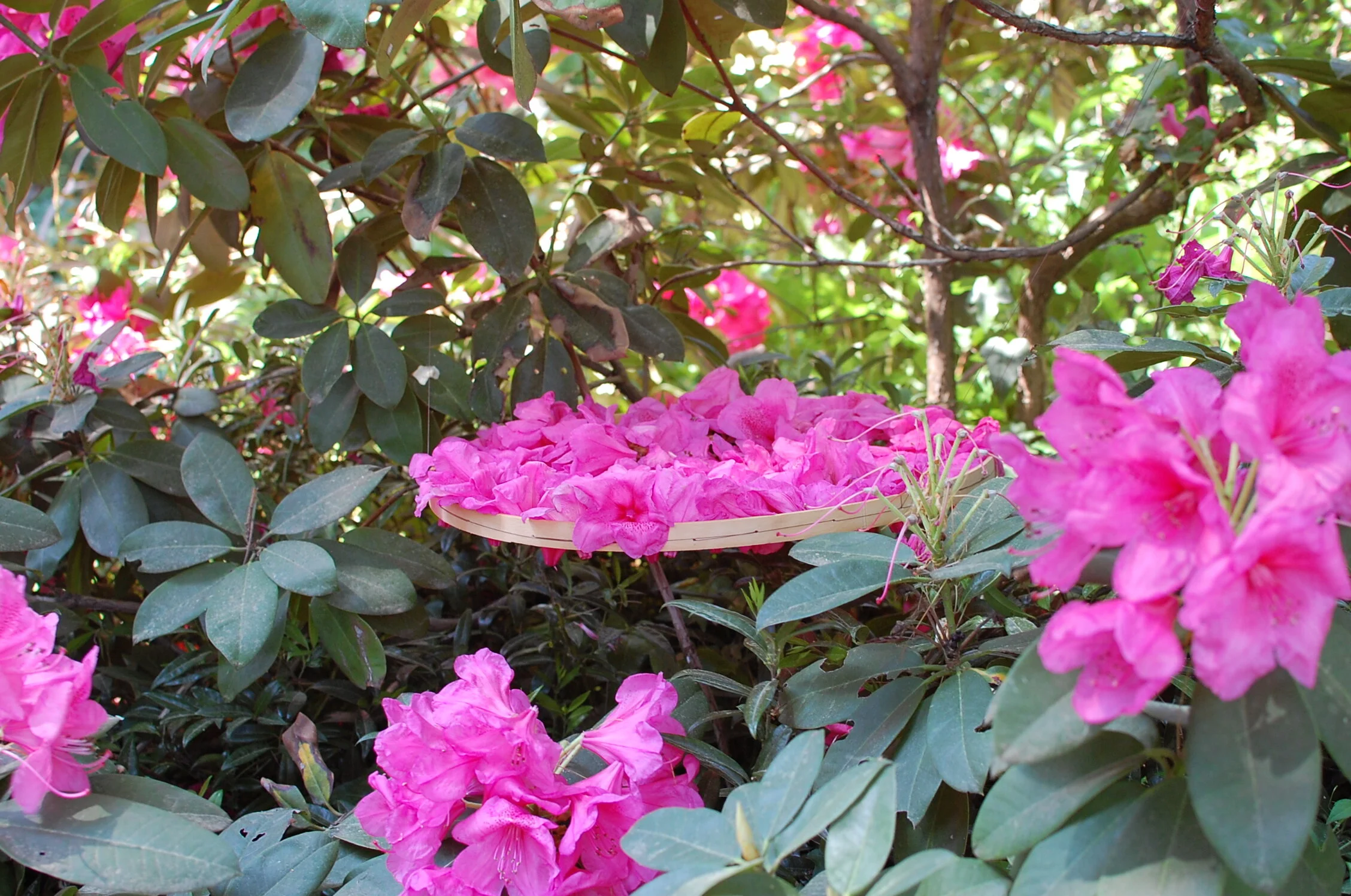    Fallen Flowers     Rhododendron flower petals on woven wooden hoop -suspended  24” diameter  at Meadowbrook Farms, Pennsylvania Horticulture Society, Jenkintown PA  May, 2021 