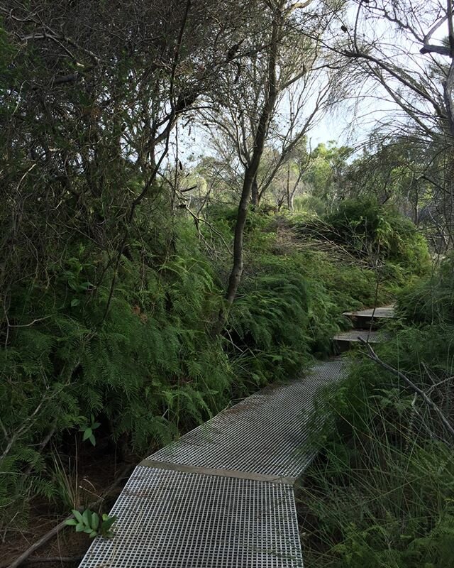 National park walkways ~ studies for an upcoming landscape design 🌿