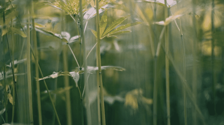 Misunderstood-high (1).gif