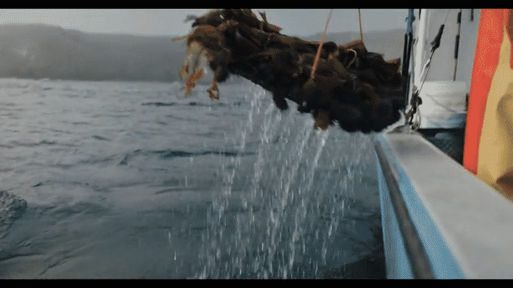 A Disappearing Forest