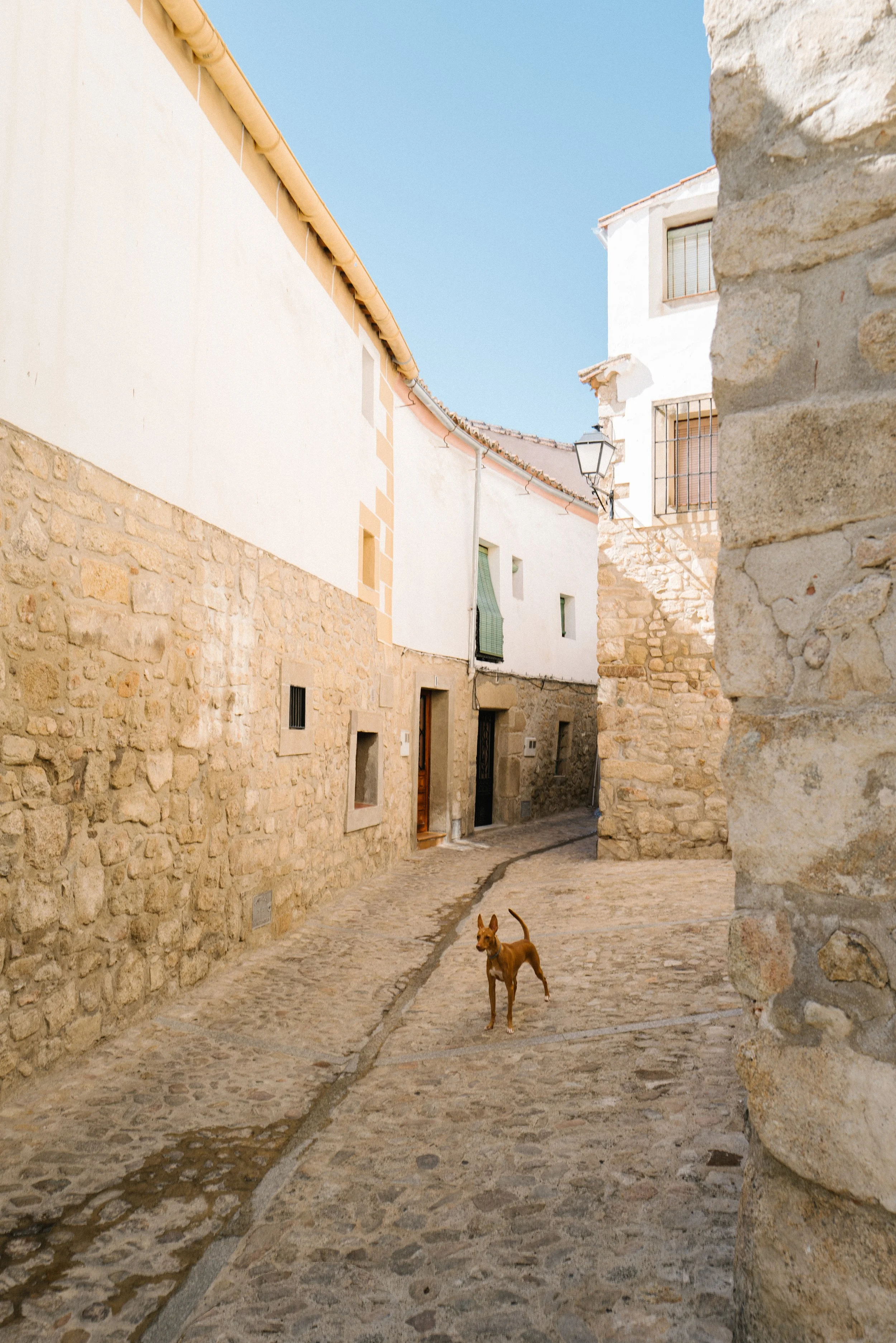 Dog in Spain_Campbell RFS.jpeg