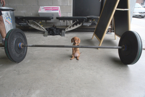 Wiener Weightlifting