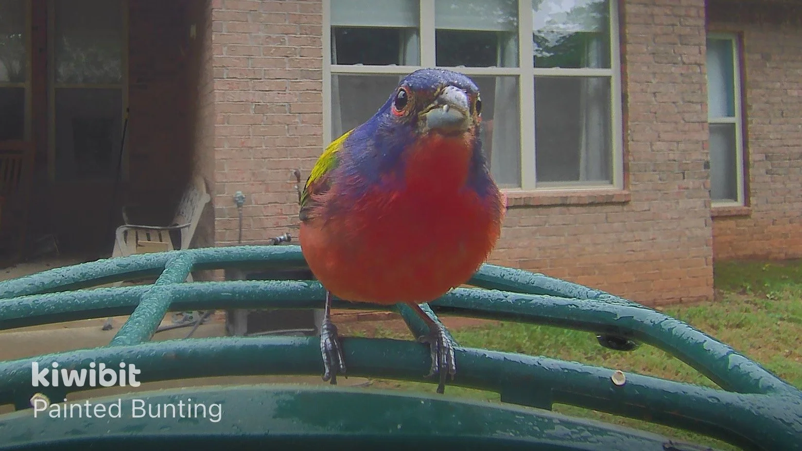 Painted Bunting