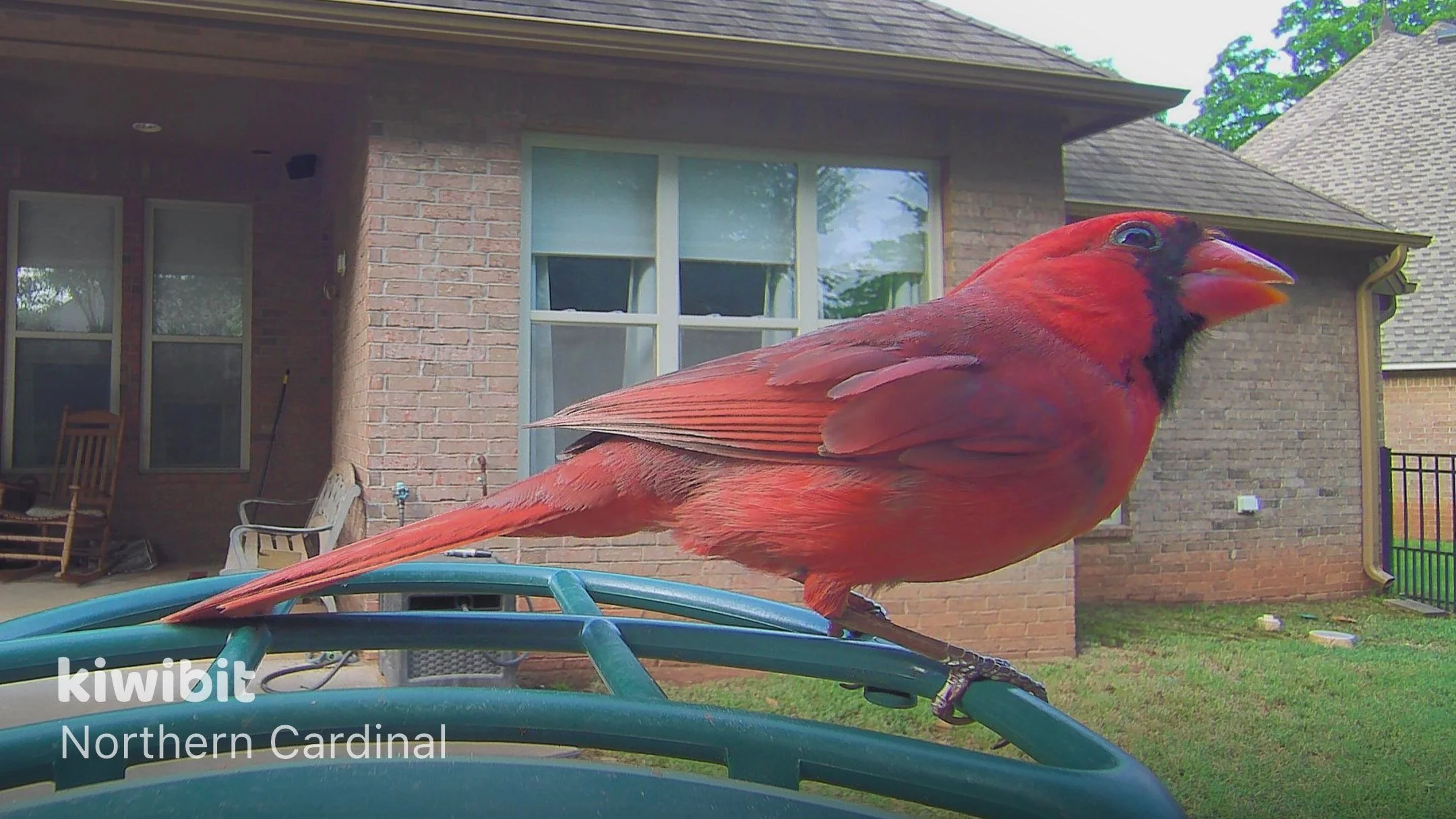 Northern Cardinal