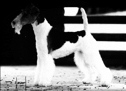 Mstardesign.gif