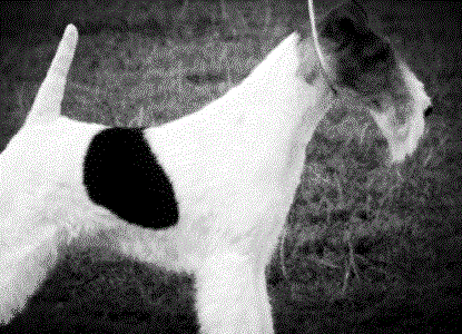 Msmartdesign.gif