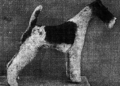 MOfox.gif