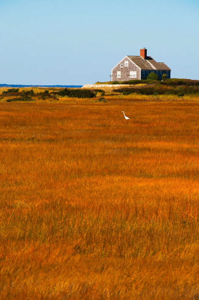 Egret on the Marsh