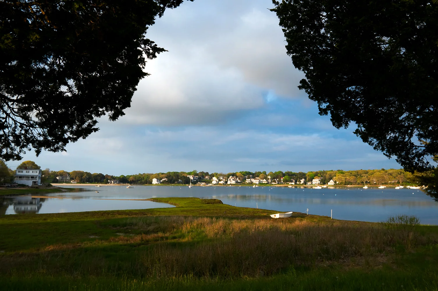 Hen Cove between two Cedars