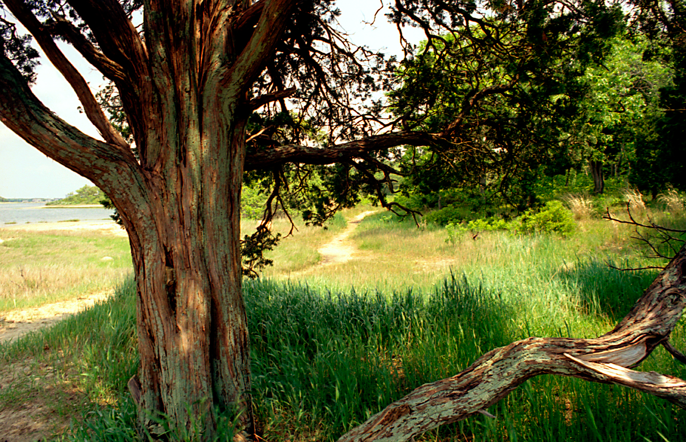 Cedar Path