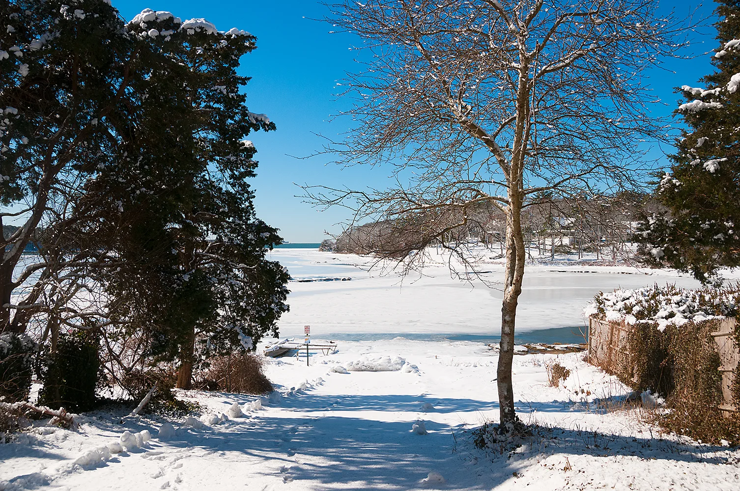 Squeteague in Snow