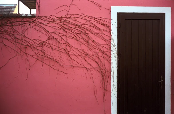 rasberry vines