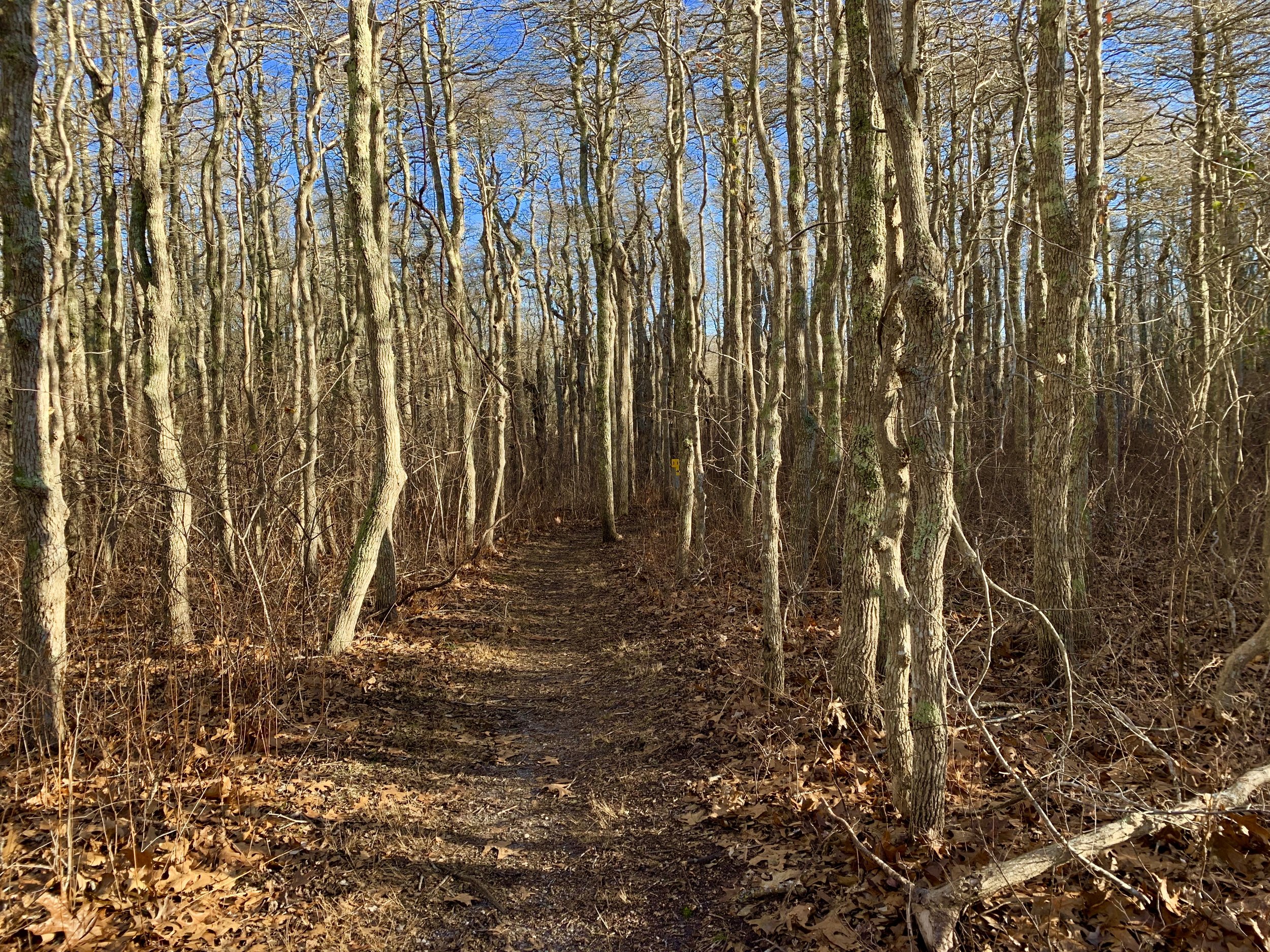 Squam Swamp