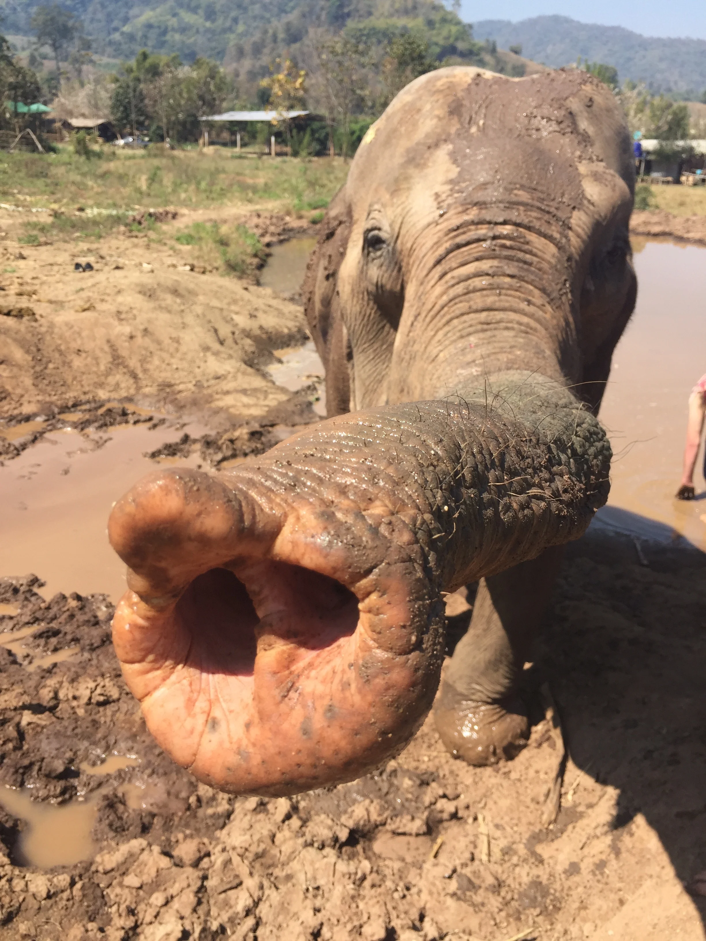 Original Elephant.jpg