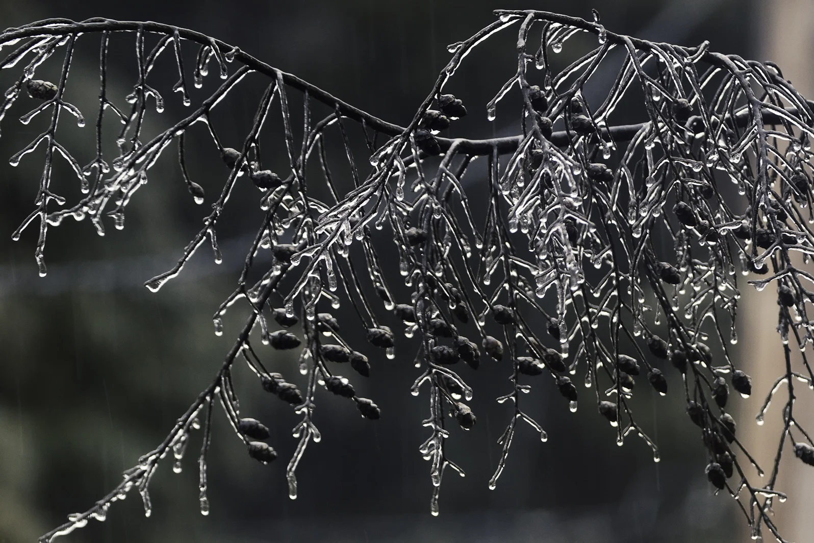IceStorm-HemlockEncased.jpg