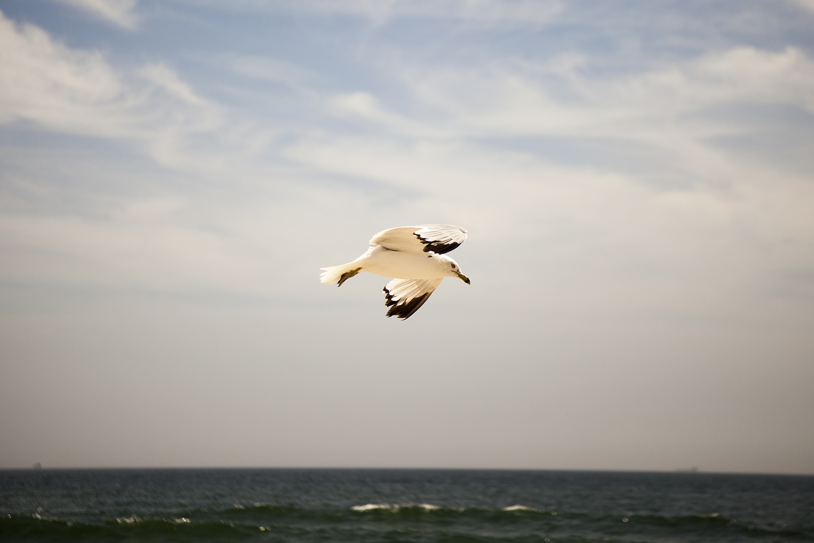 longbeach_gull.jpg
