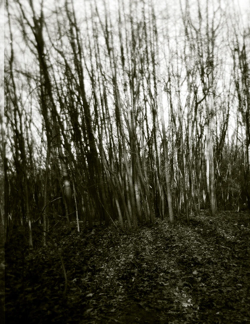 trees in the woods.jpg