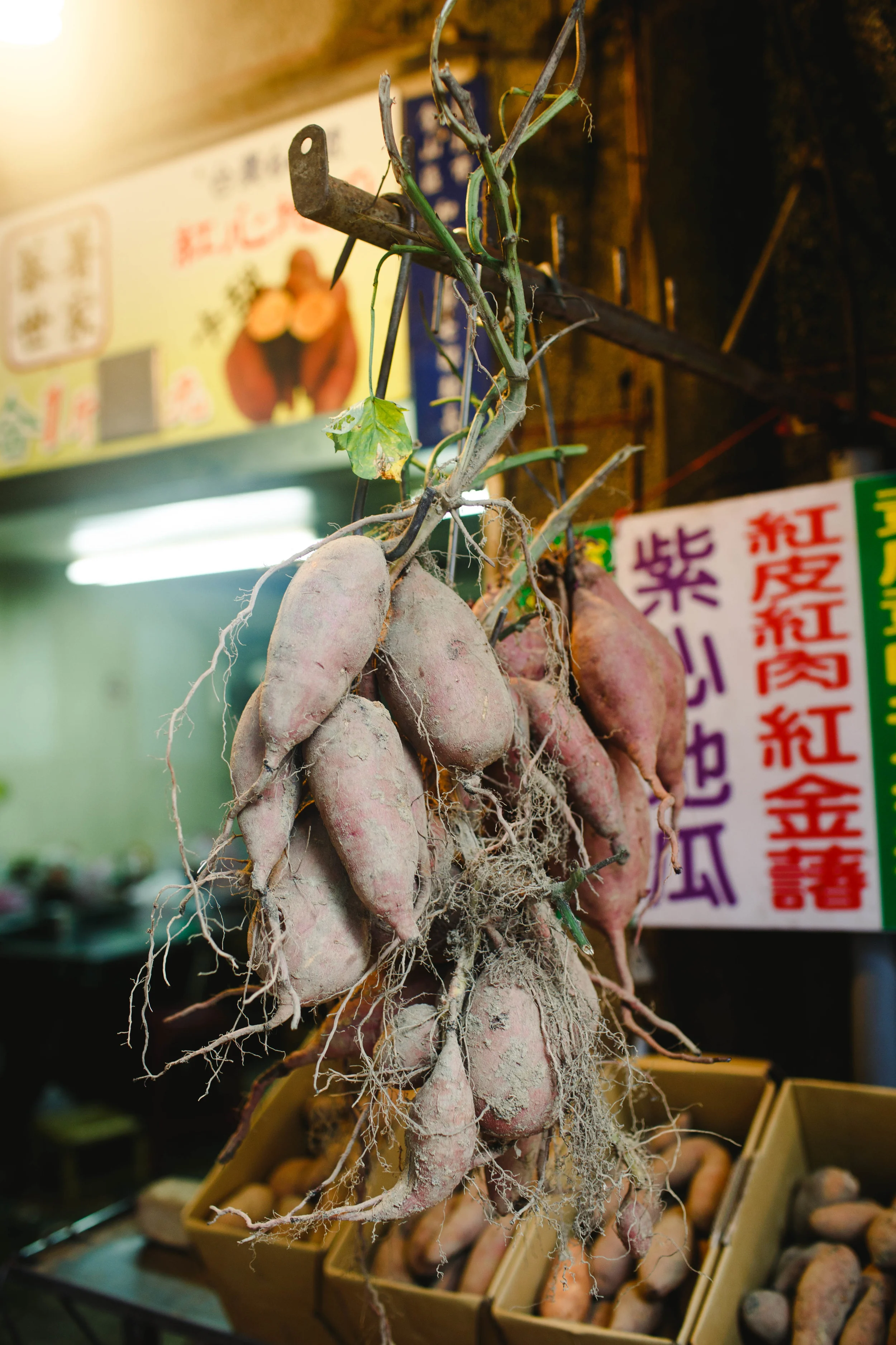 Sweet Potato