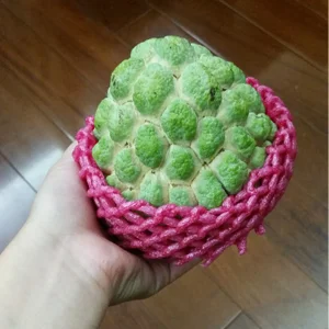 Sugar Apple