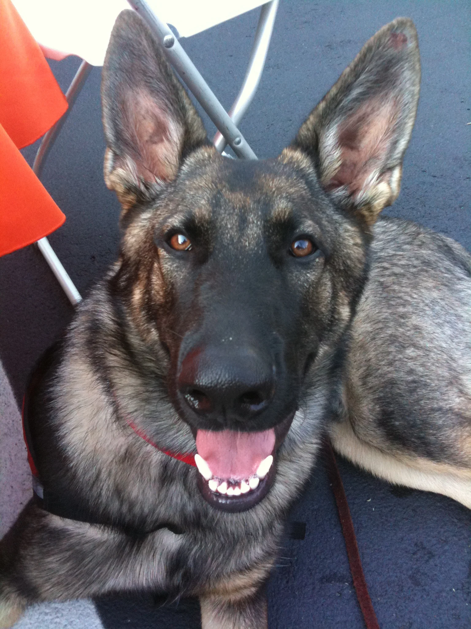 dog obedience training boarding school