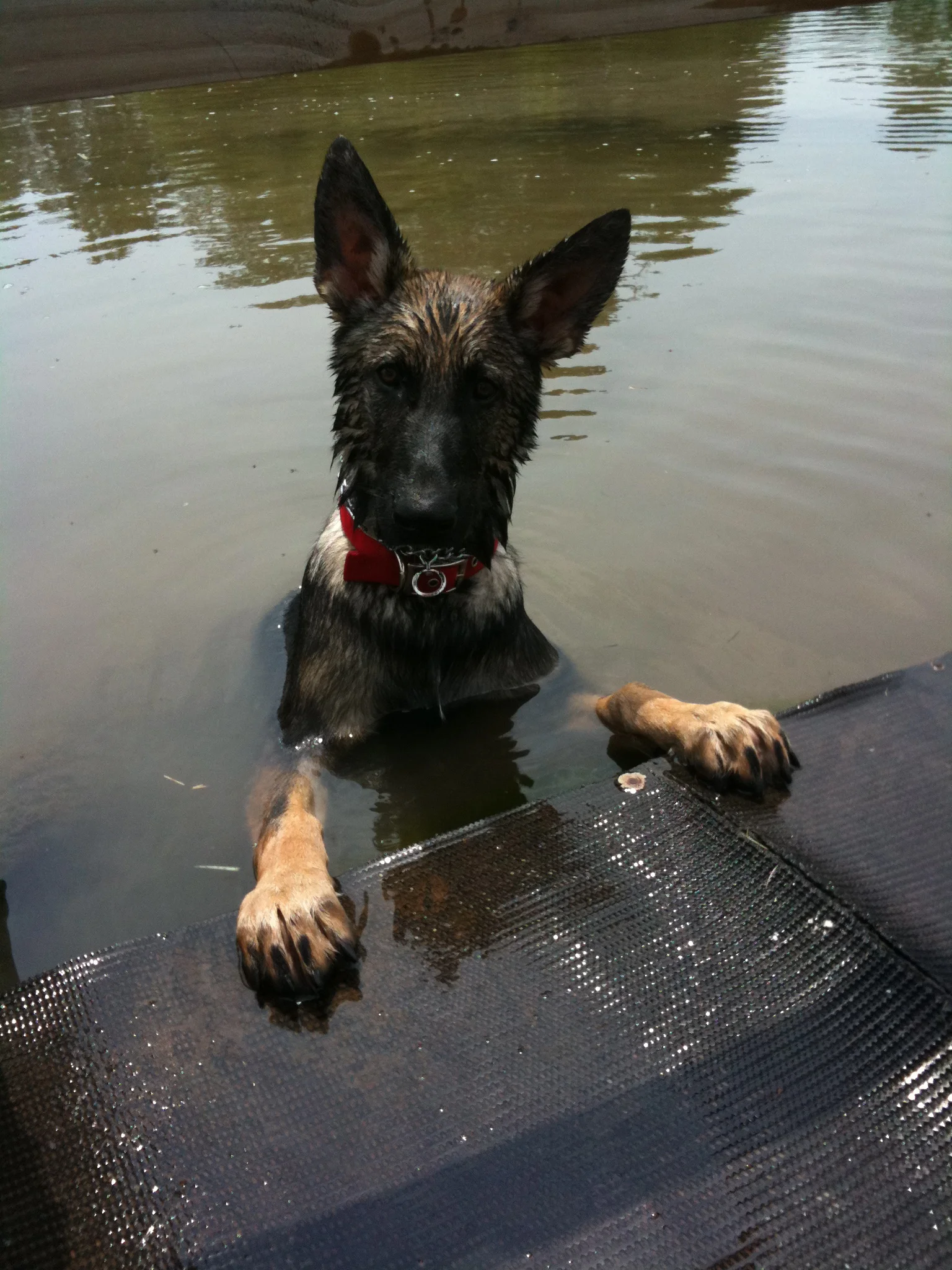 dog obedience training boarding school