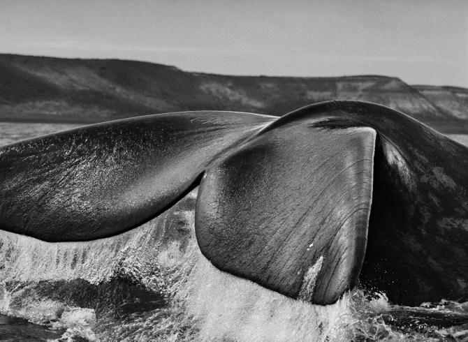 Sebastiao-Salgado_Genesis_04-3-291-62.jpg