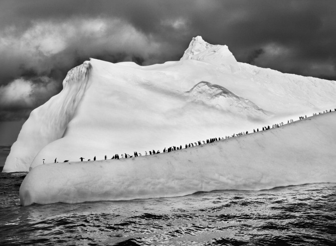 Sebastiao-Salgado_Genesis_09-7-12556.jpg