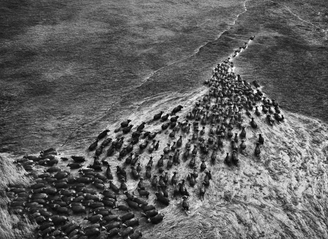 Sebastiao-Salgado_Genesis_10-4-493.jpg