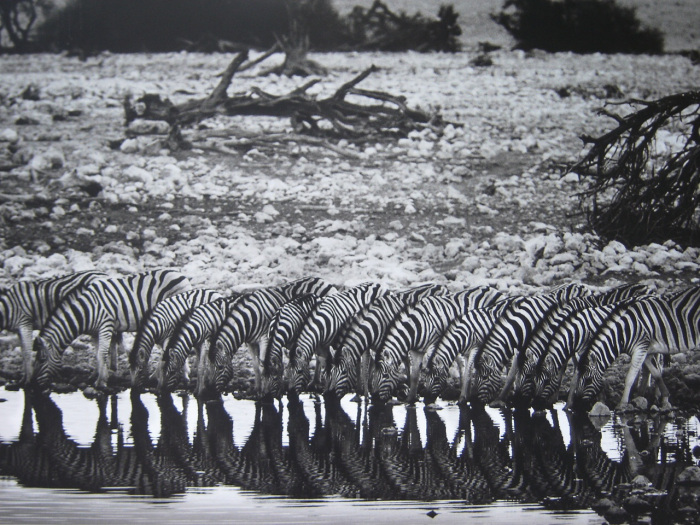 Sebastiao-Salgado_Genesis_66.jpg