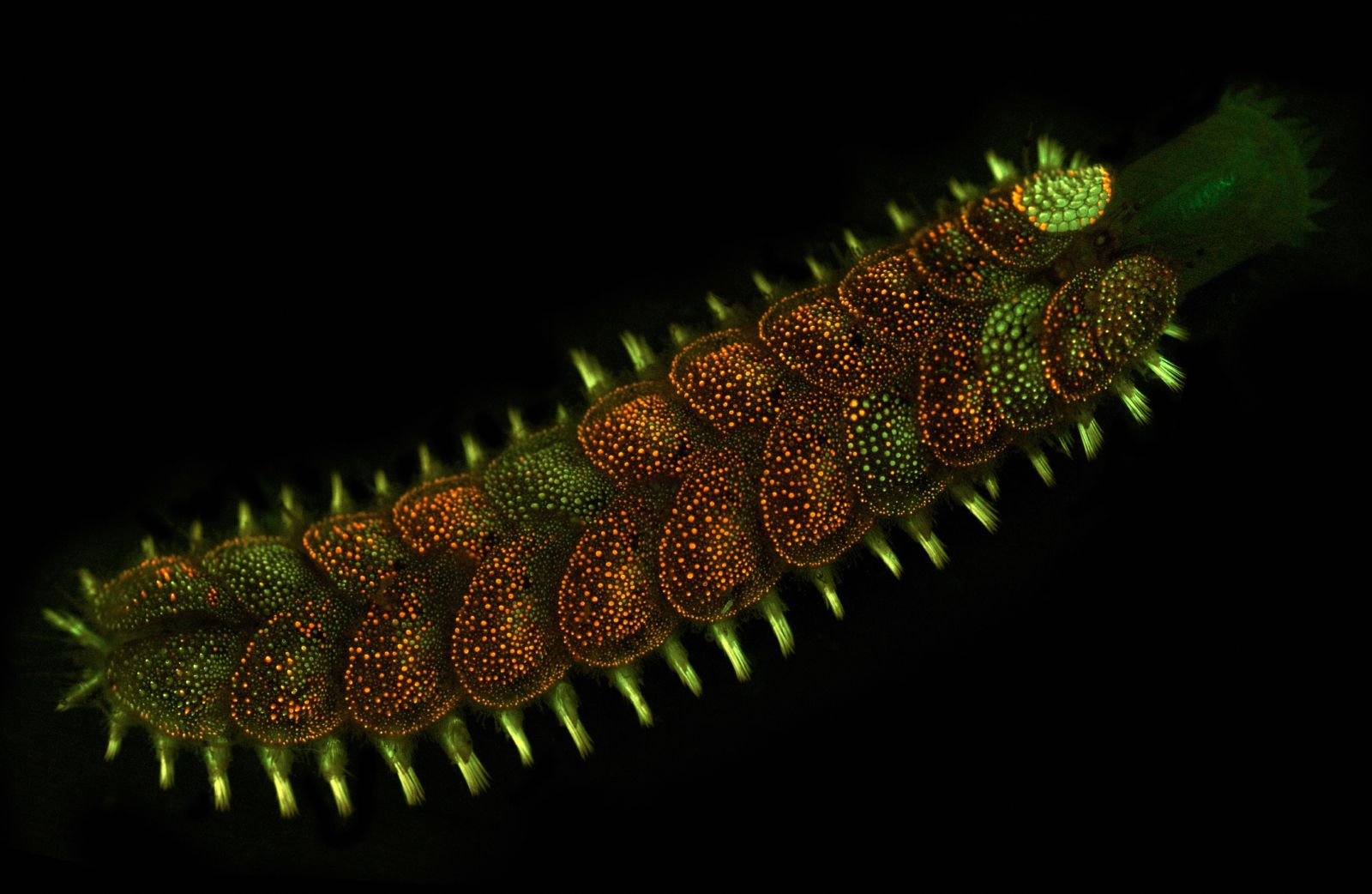 alexander-semenov-lepidonotus-squamatus-6.jpg