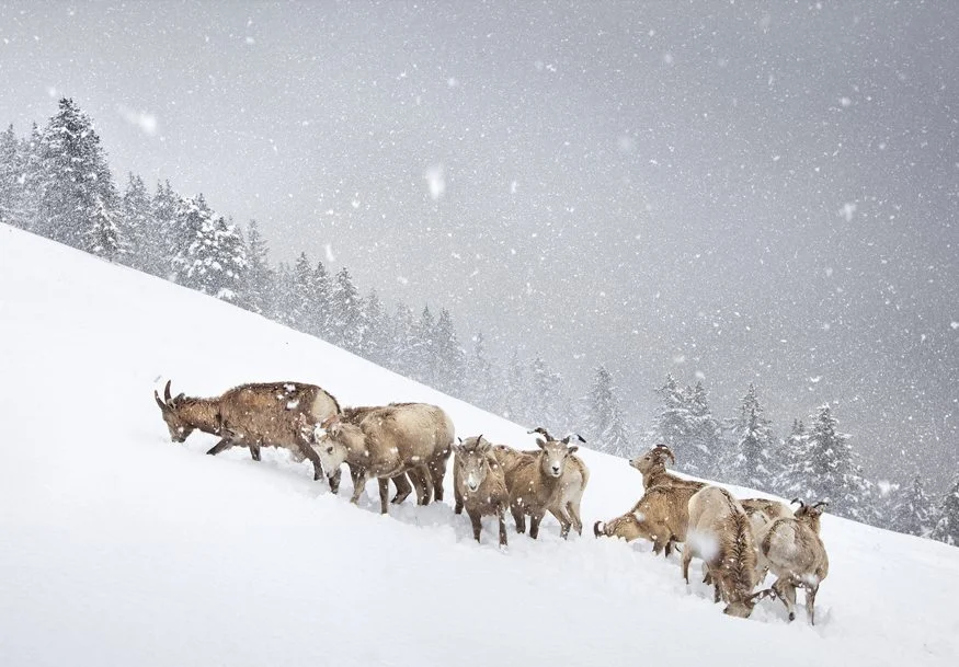 Winner: The snow herd - Vladimir Medvedev (Russia)