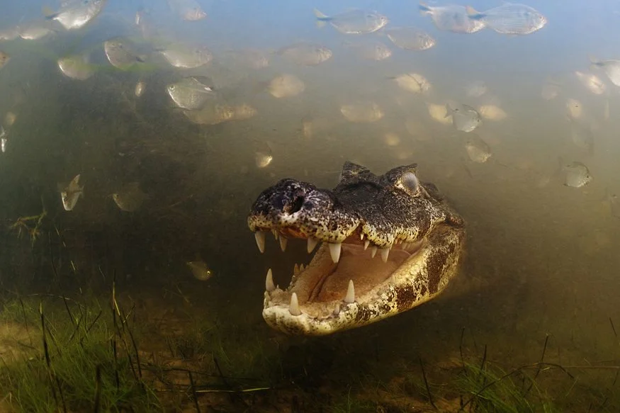 Winner: Into the mouth of the caiman - Luciano Candisani (Brazil)