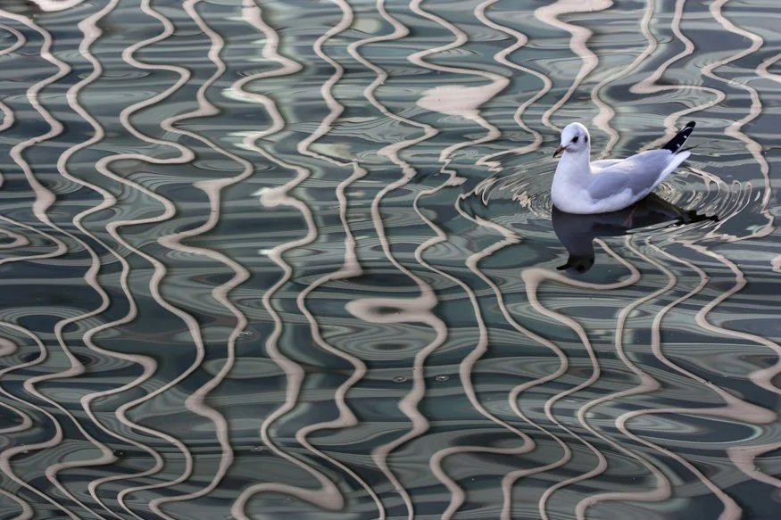 Winner: City gull - Eve Tucker (UK)