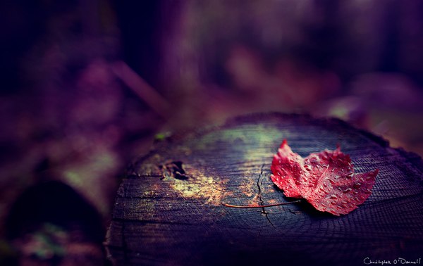 christopher-odonnell_fall_leaf.jpg